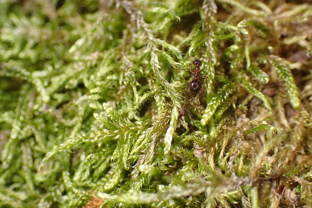 Prenolepis nitens - ragyogóhangya