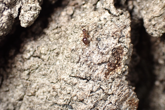 Prenolepis nitens - ragyogóhangya