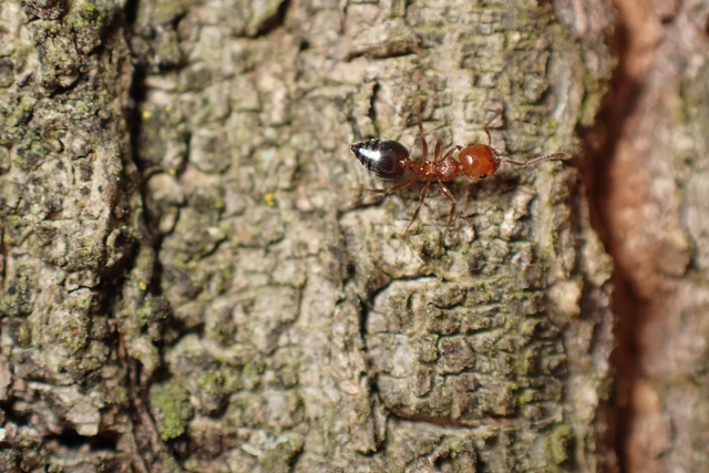 Crematogaster schmidti - vörös szívhangya