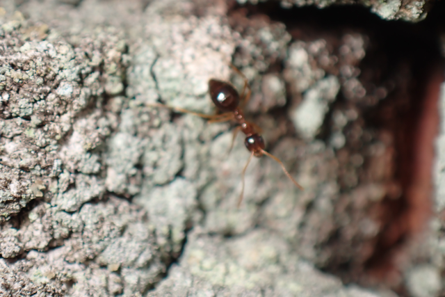 Prenolepis nitens - ragyogóhangya