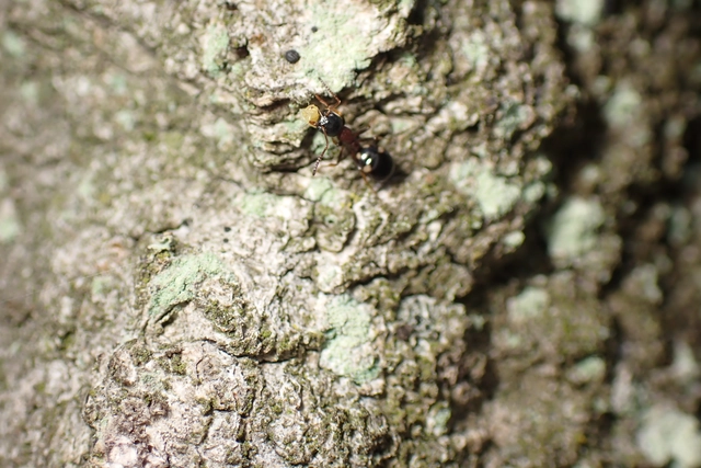 Dolichoderus quadripunctatus - négypettyes erdeihangya