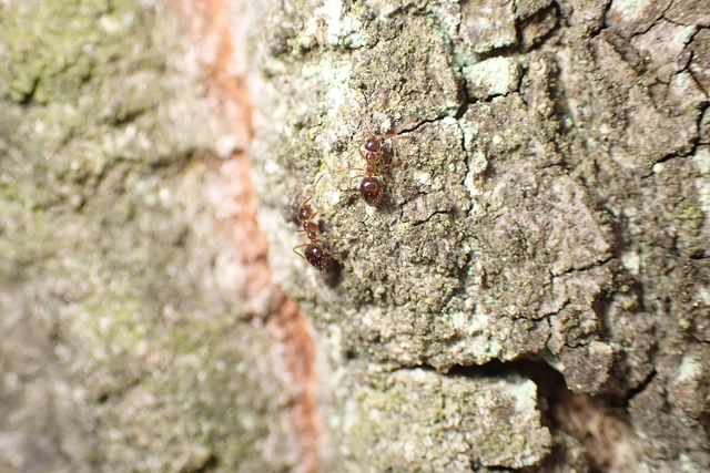 Prenolepis nitens - ragyogóhangya