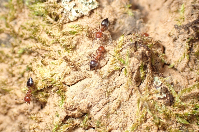 Crematogaster schmidti - vörös szívhangya