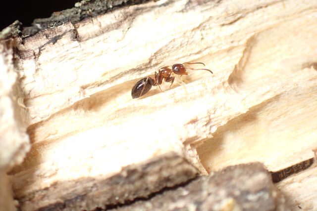Colobopsis truncata - kapushangya