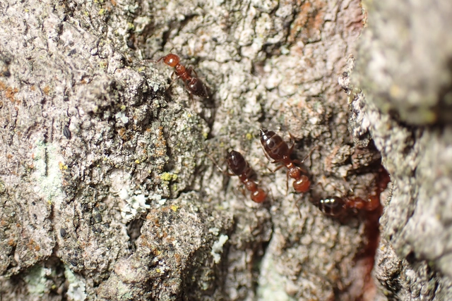 Crematogaster schmidti - vörös szívhangya