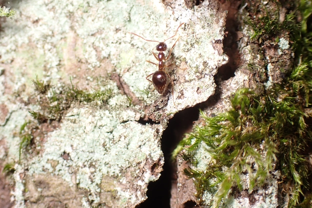 Prenolepis nitens - ragyogóhangya