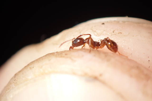 Aphaenogaster subterranea - vörös karcsúhangya
