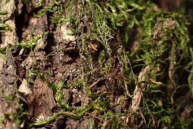 Prenolepis nitens - ragyogóhangya
