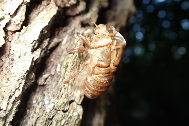 Tibicina haematodes - óriás-énekeskabóca