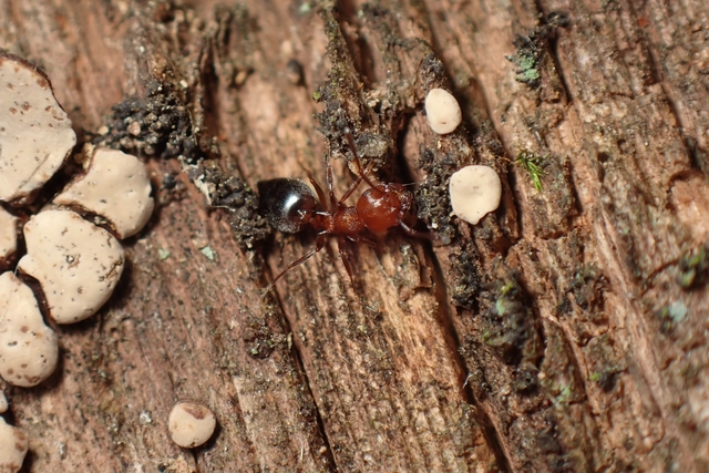 Crematogaster schmidti - vörös szívhangya