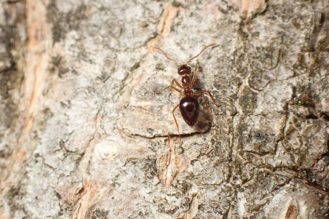 Prenolepis nitens - ragyogóhangya