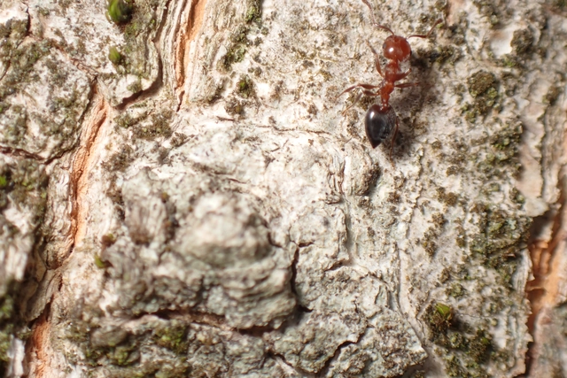 Crematogaster schmidti - vörös szívhangya