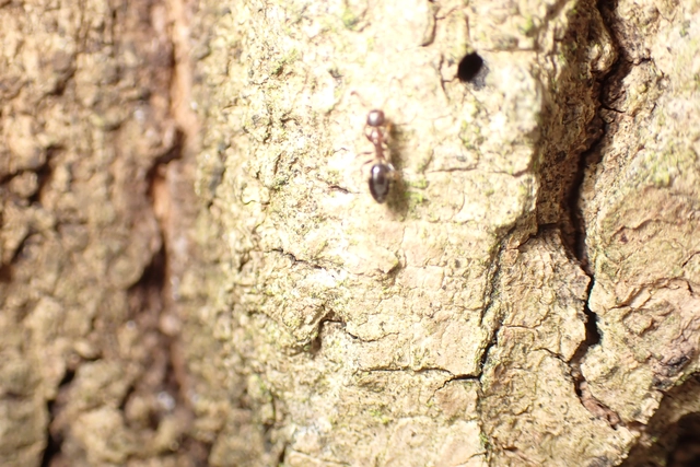 Colobopsis truncata - kapushangya
