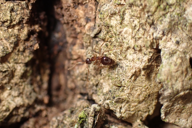 Prenolepis nitens - ragyogóhangya