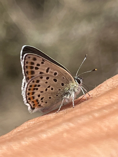 Lycaena tityrus - barna tűzlepke