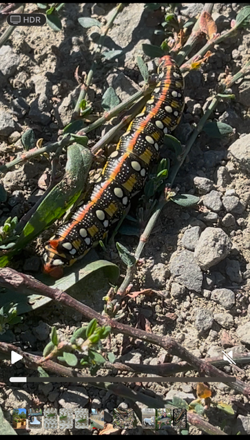 Hyles euphorbiae - kutyatejszender