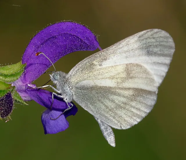 Leptidea sinapis - mustárlepke