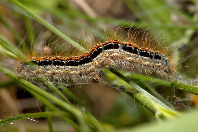 Malacosoma castrensis - kutyatejszövő