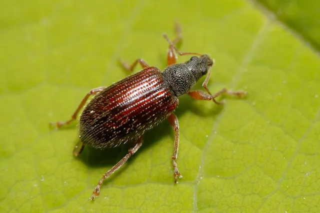 Phyllobius oblongus - közönséges levélormányos
