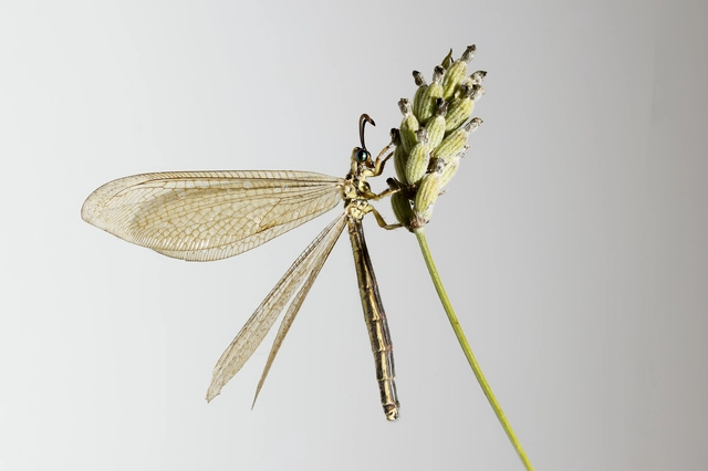 Myrmecaelurus trigrammus - hangyafarkas