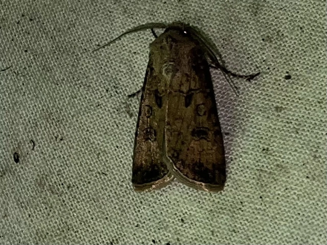 Agrotis segetum - vetési földibagoly