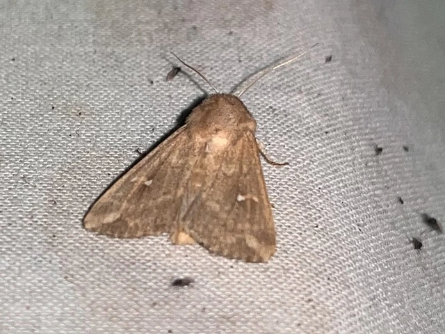 Mythimna albipuncta - fehérpettyes rétibagoly