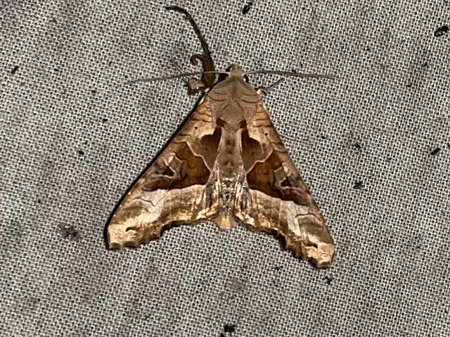 Phlogophora meticulosa - vándorló csipkésbagoly