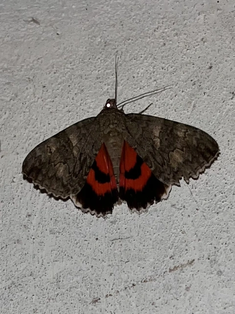 Catocala nupta - piros övesbagoly