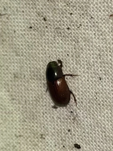 Aphodius fimetarius - feketehasú trágyabogár