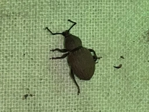 Otiorhynchus raucus - molyhos gyalogormányos