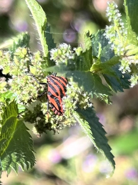 Graphosoma italicum - csíkos pajzsospoloska