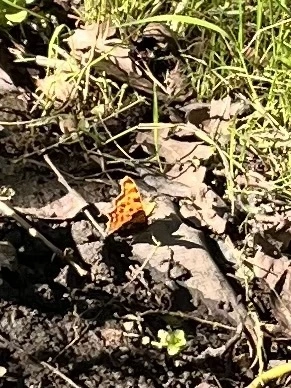 Nymphalis c-album - C-betűs lepke