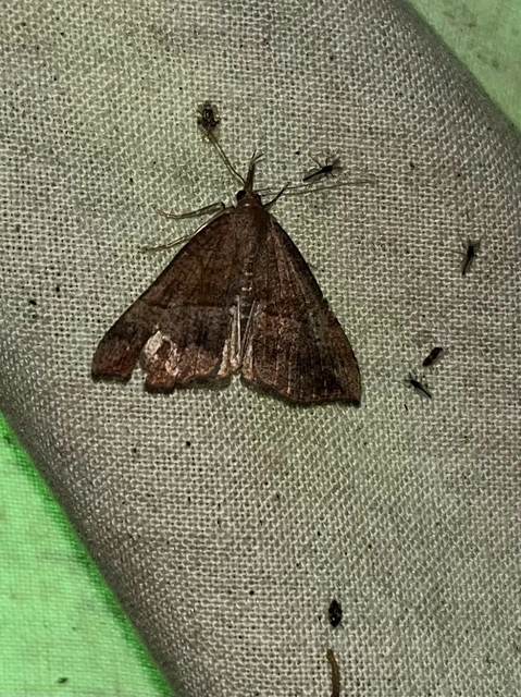 Hypena proboscidalis - ormányos karcsúbagoly