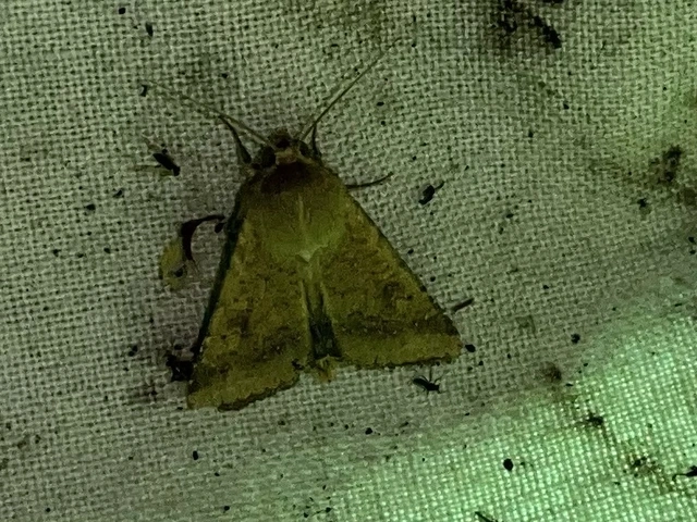 Helicoverpa armigera - kukorica-veteménybagoly