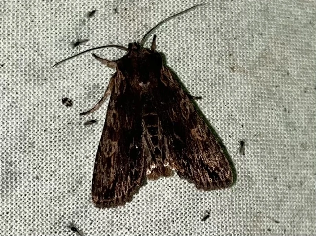 Lithophane semibrunnea - keskenyszárnyú fabagoly