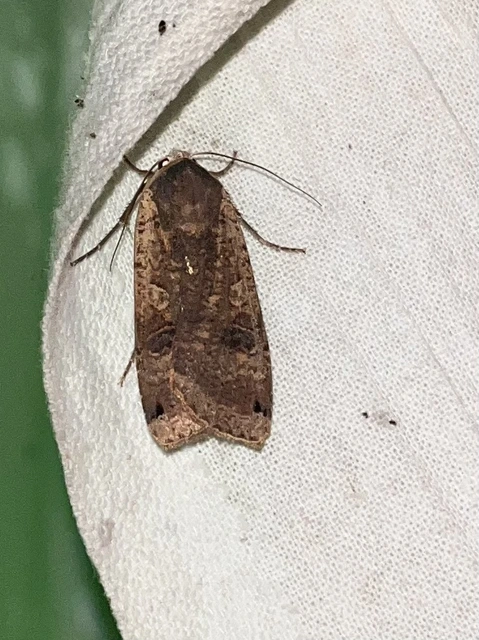 Noctua pronuba - nagy sárgafűbagoly