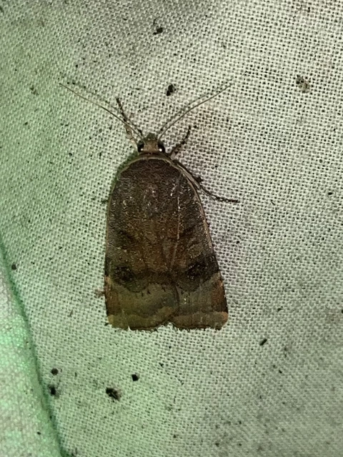Noctua janthina - tarka sárgafűbagoly