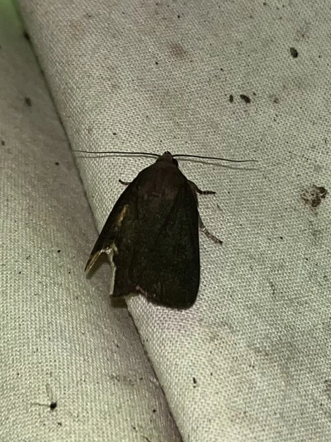 Amphipyra livida - zsírfényű bagoly