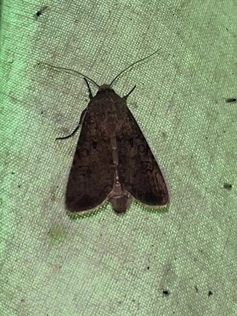 Agrotis segetum - vetési földibagoly