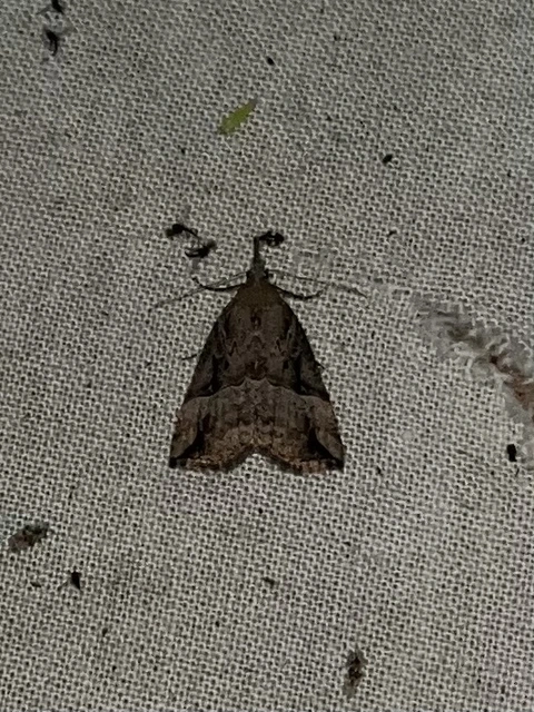 Hypena rostralis - közönséges karcsúbagoly