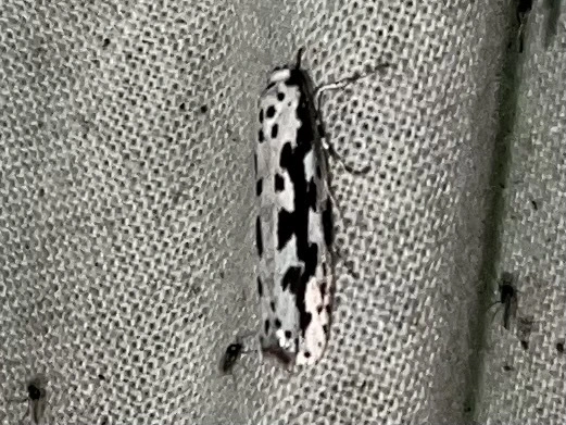 Ethmia candidella - őszi feketemoly