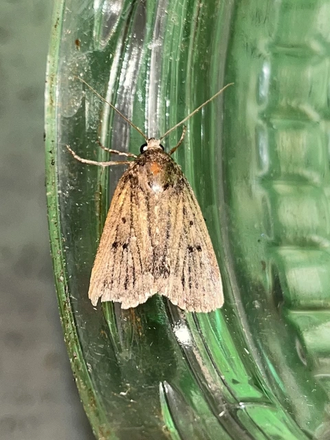 Amphipyra tragopoginis - bakszakállbagoly