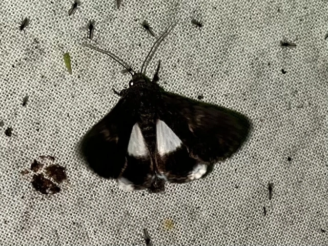 Anophia leucomelas - déli folyófűbagoly