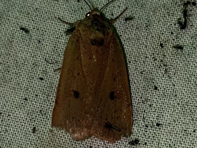 Noctua comes - kis sárgafűbagoly
