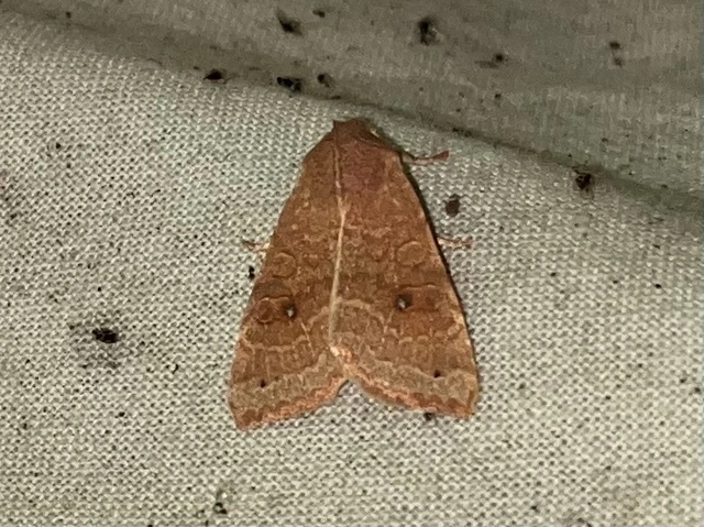Cirrhia ocellaris - fakó sárgabagoly