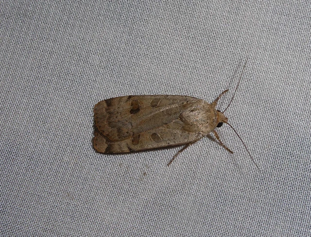 Noctua interposita - köztes sárgafűbagoly