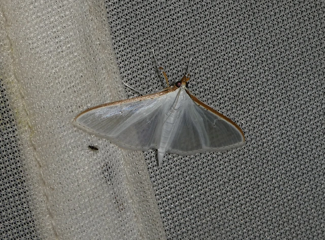 Palpita vitrealis - hófehér tűzmoly