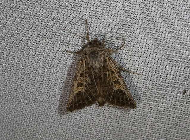 Tholera decimalis - közönséges fésűsbagoly