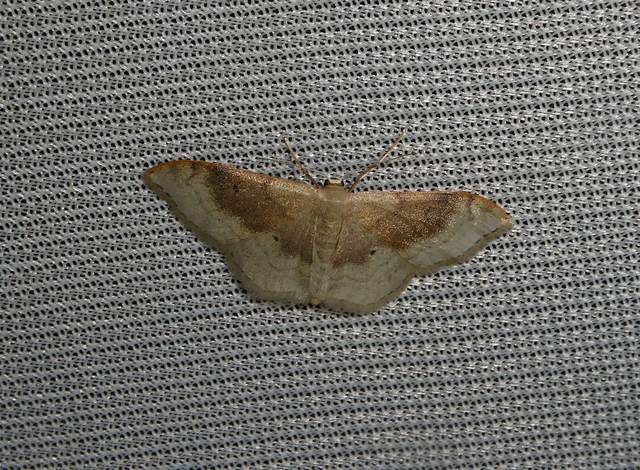 Idaea degeneraria - barnasávos araszoló
