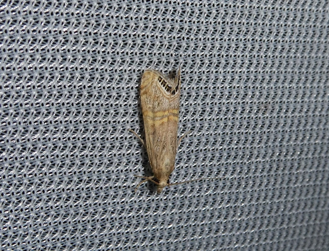 Euchromius ocellea - ezüstcsíkos mozaikmoly